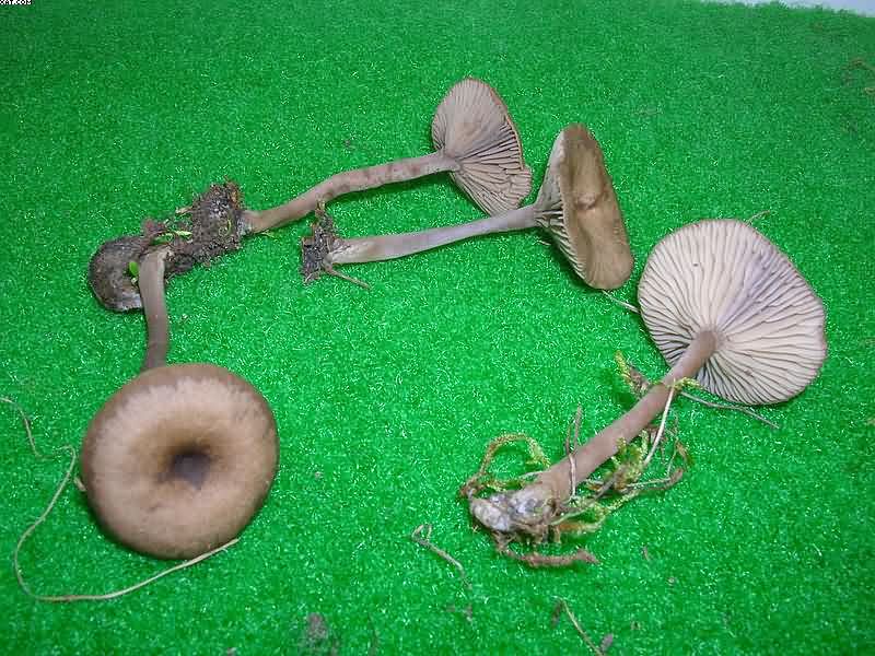 Pseudoclitocybe obbata    (Fr.)     Singer